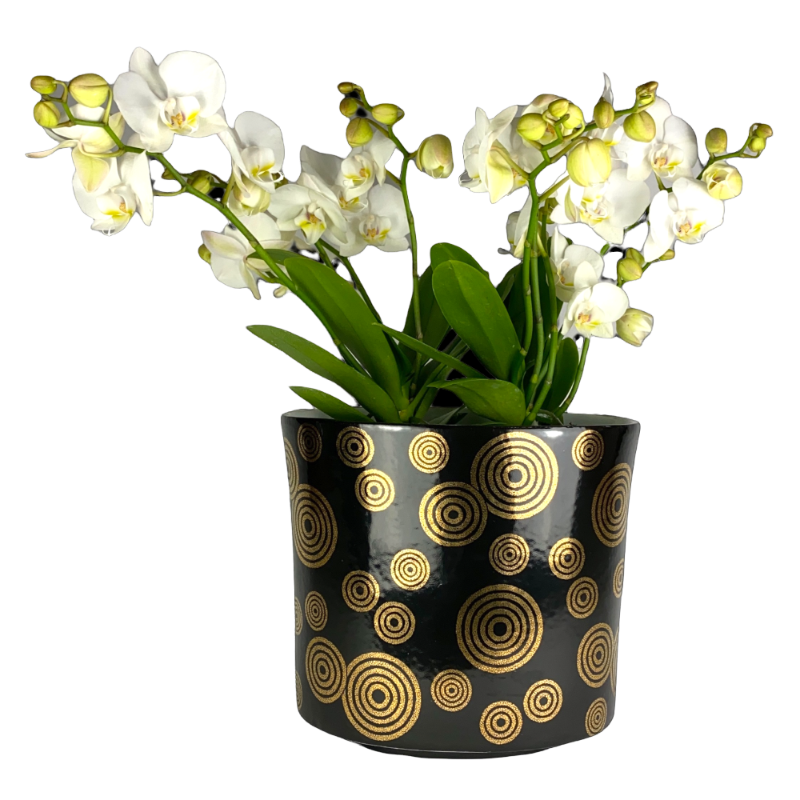 Asiatides Gold Circles Vase